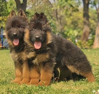 German Shepherd Puppies WhatsApp03265641968