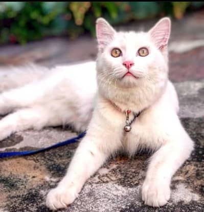 Persian cat white fully trained