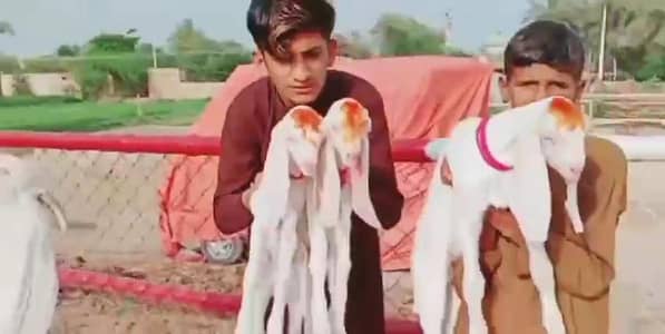 3 Bacchon Ka Sath Rajanpuri Bakri For Sale _ 03425820107