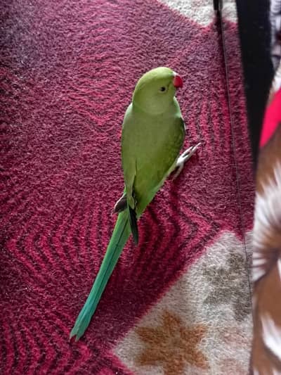 Ringneck 6 months old patha
