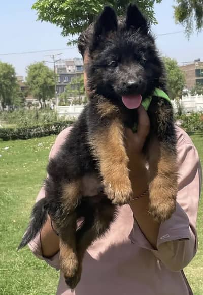 German Shepherd Puppies WhatsApp03265641968