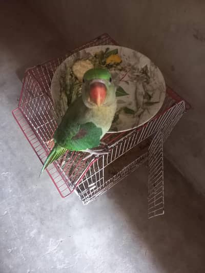 raw baby parrot mene 1 month Ka bacha Lia tha ab 4 month Ka Hy