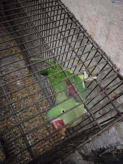 raw female parrot 