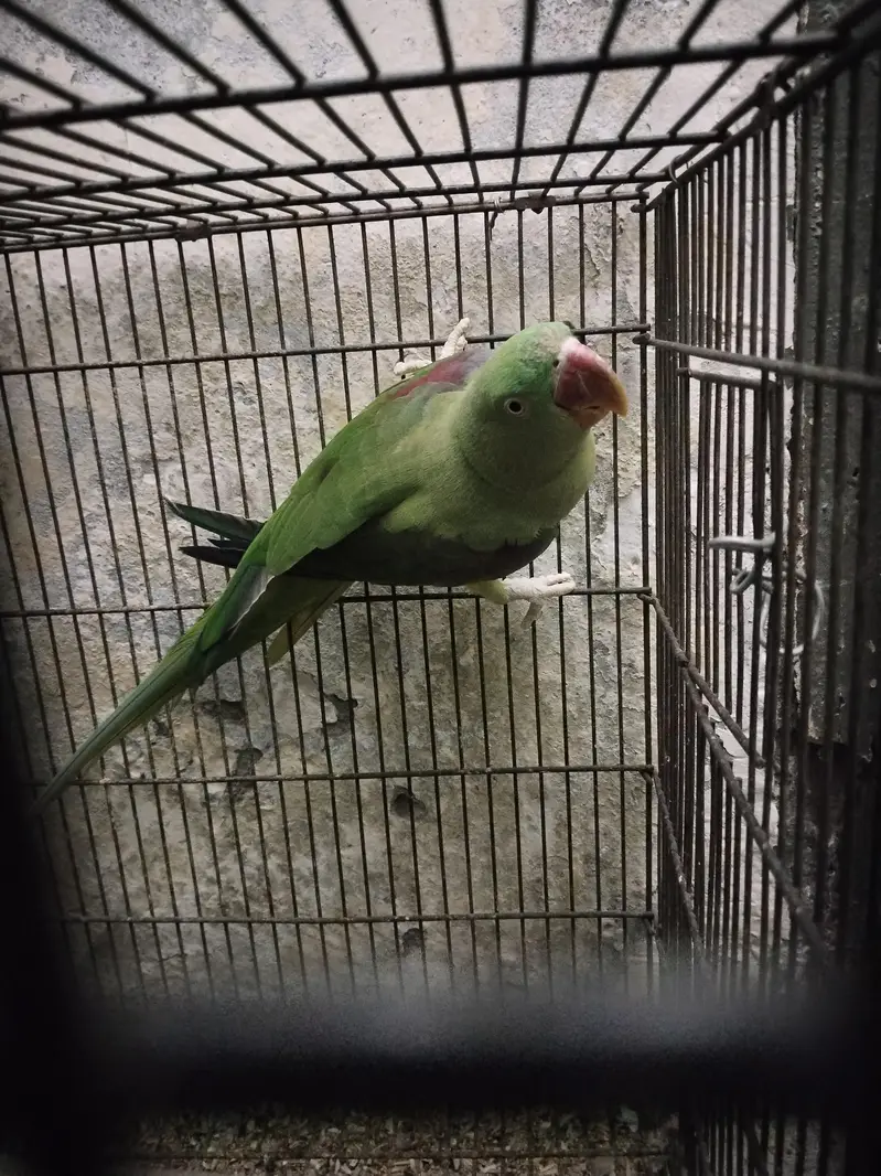 raw female parrot  — photo 2