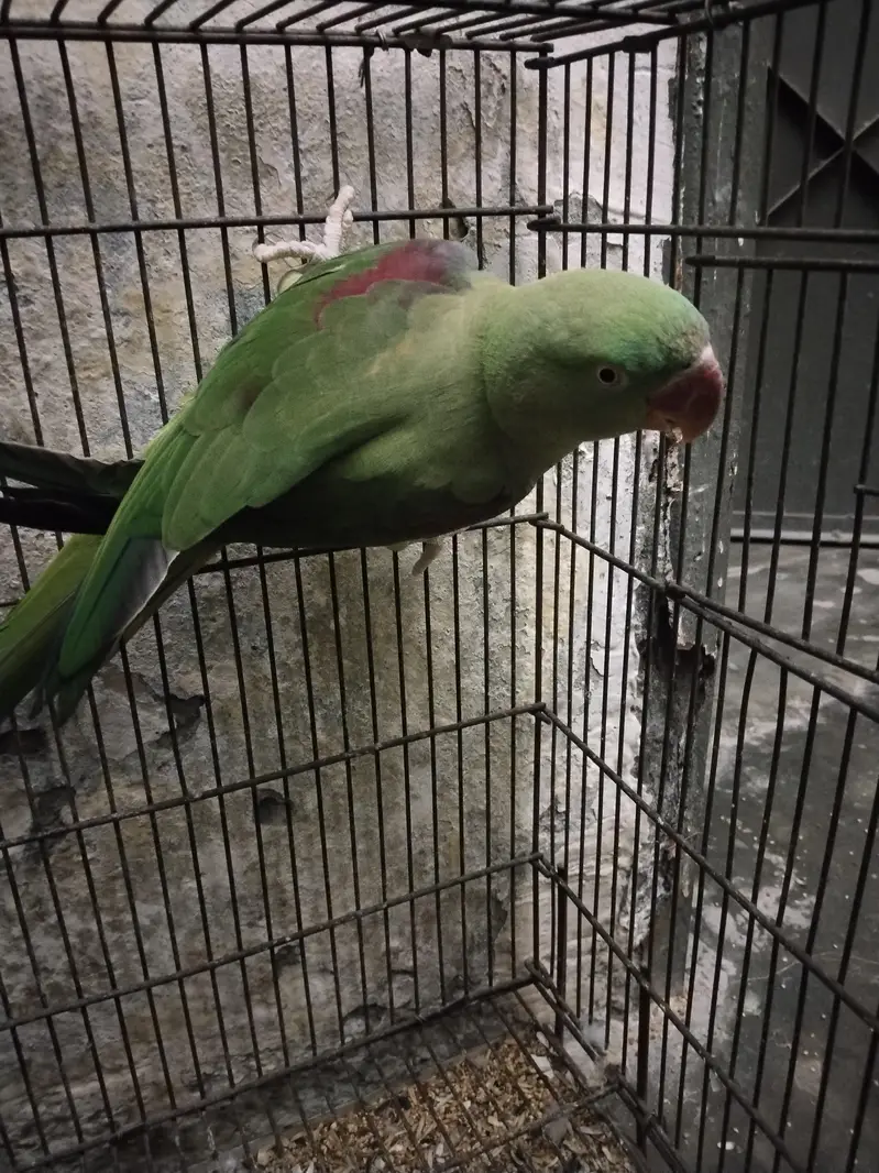 raw female parrot  — photo 3