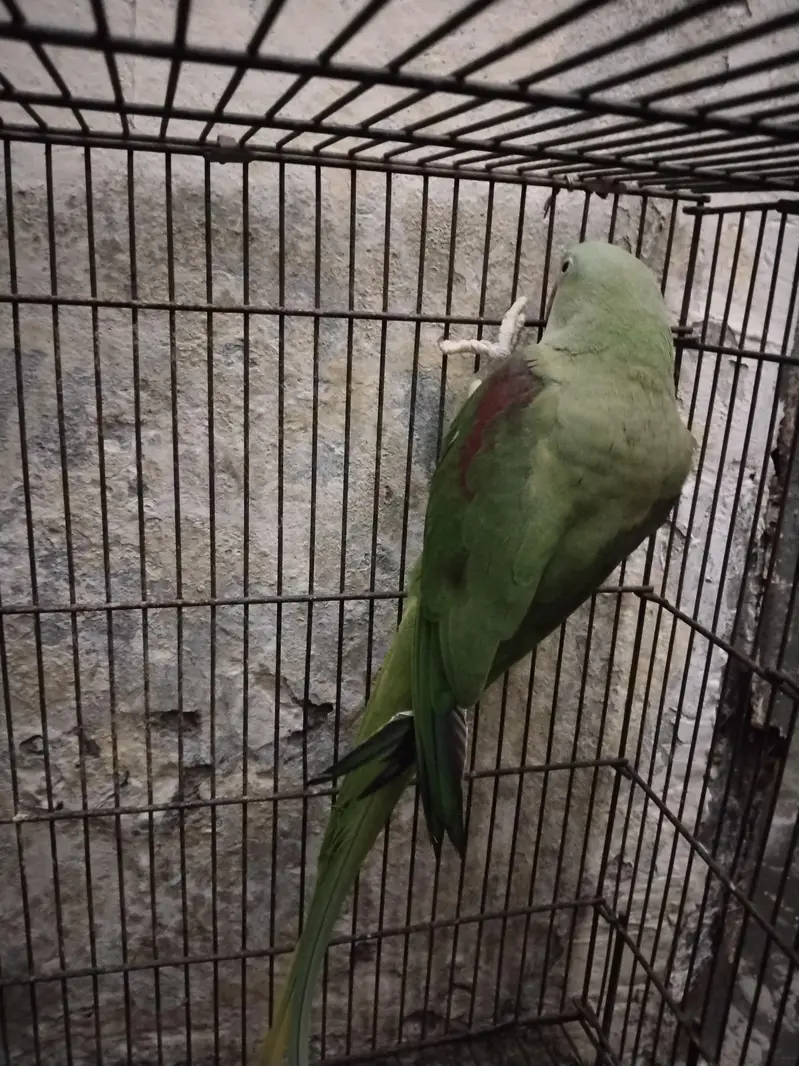 raw female parrot  — photo 4