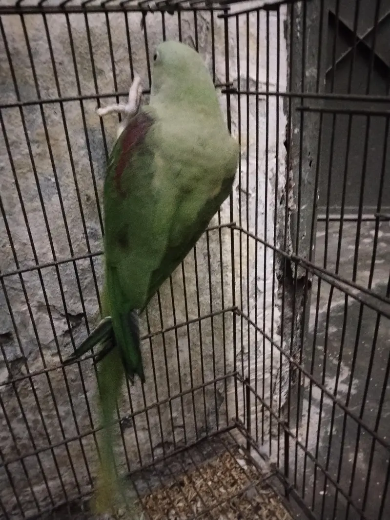 raw female parrot  — photo 5