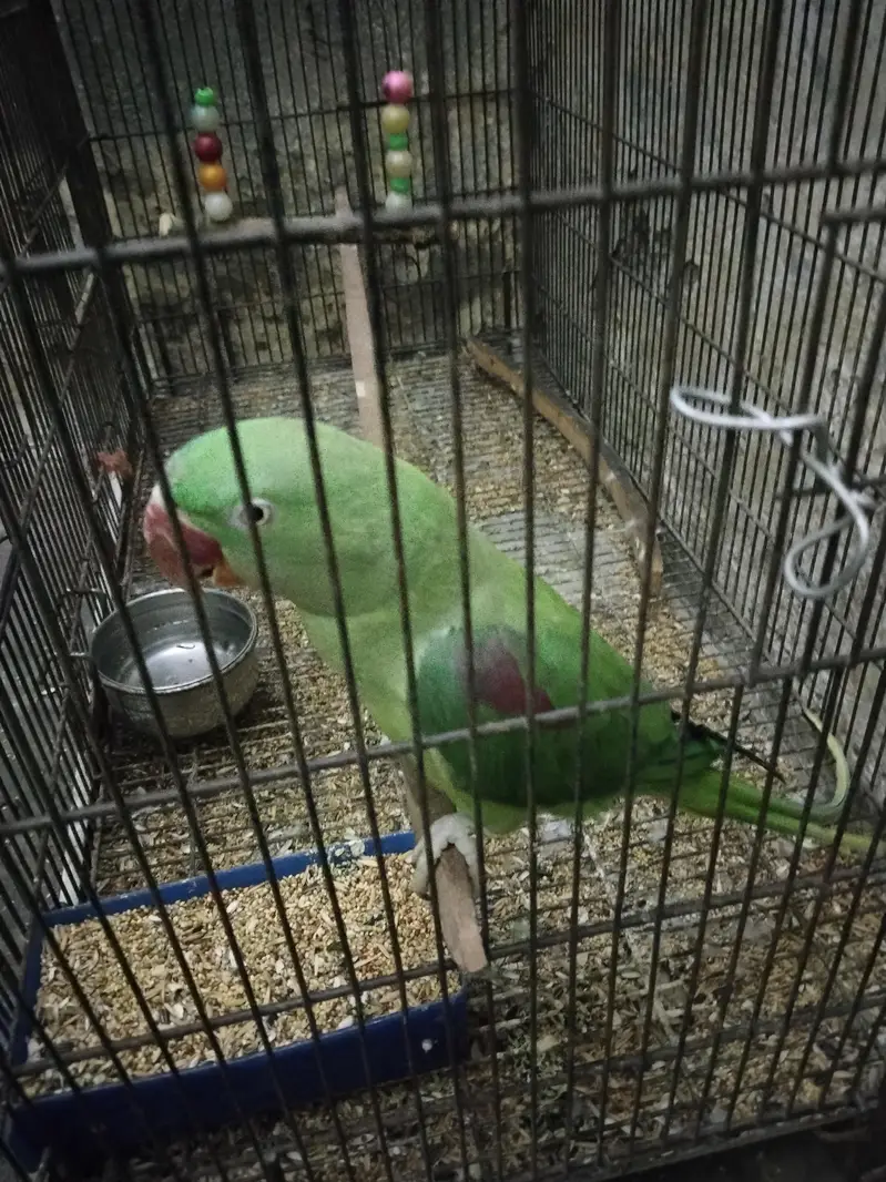 raw female parrot  — photo 6