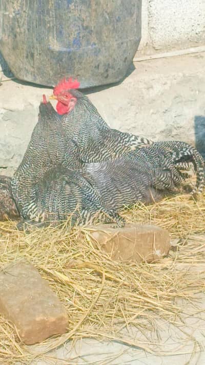 Plymouth and austrlop bredar pair chiks and eggs for sale