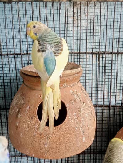 budgies