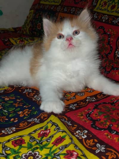 kitten available for sale