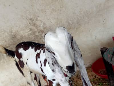 Bakra Bacha . 0317.7271975