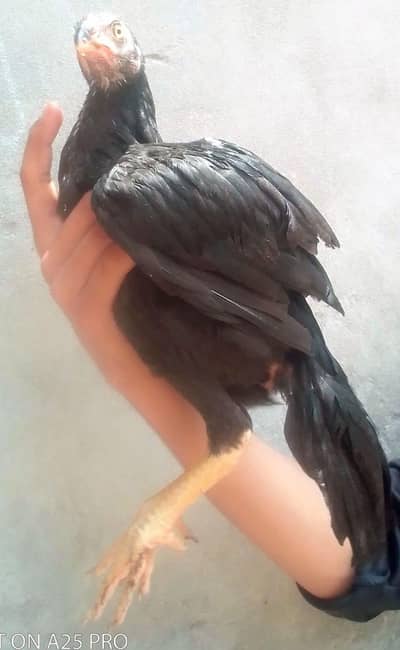 bahut hi achcha parinda