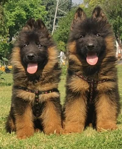 German Shepherd Puppies WhatsApp03265641968