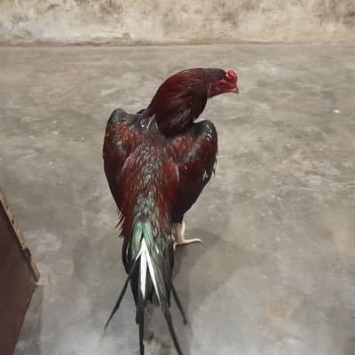 Lakha Aseel Patha