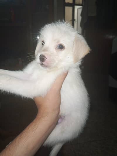puppy for sale
