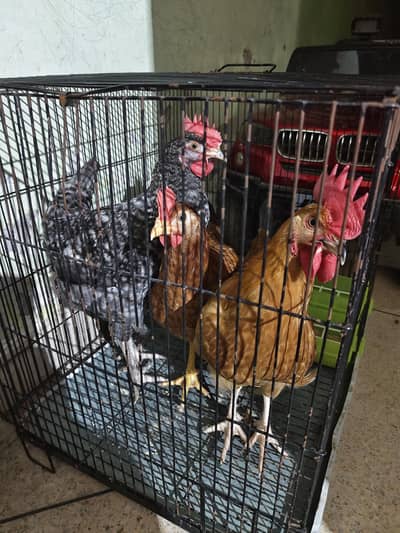 hens 4 sale