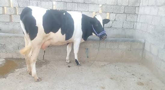 9 animal for sale in Talagang