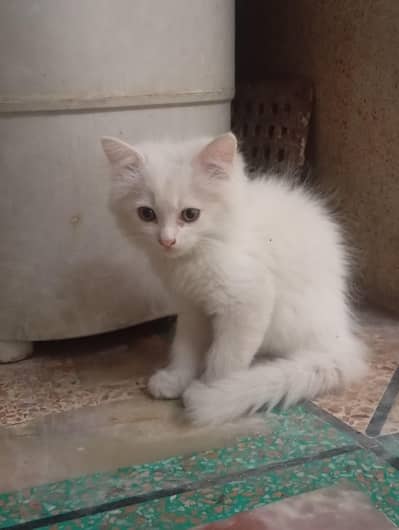 cat  selling