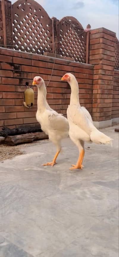 Shamo for sale
