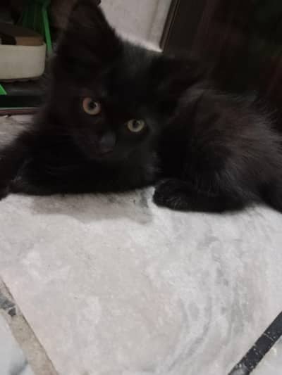 Black cat