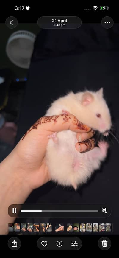 Female hamster 5 months old with a cage and a wheel and a water bottle