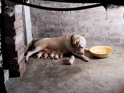 Labrador puppies for sale_female Dogs for sale, Labrador male