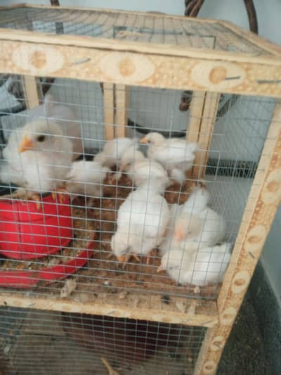 molted bantam