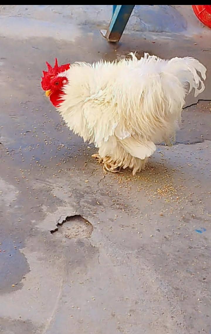 white bantam 0