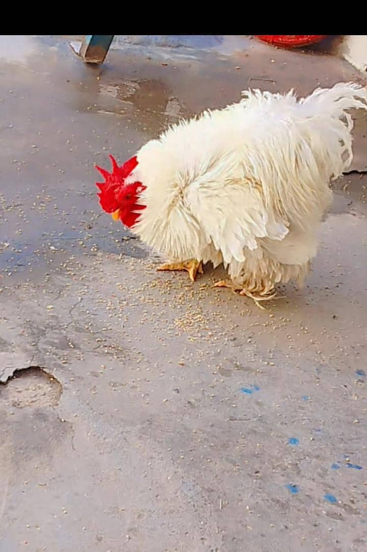 white bantam 1