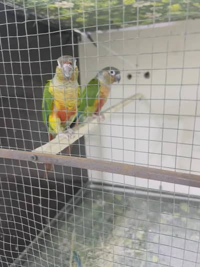 Cocktail/Creem cocktail / gray cockail  / conure/green cheeked conure