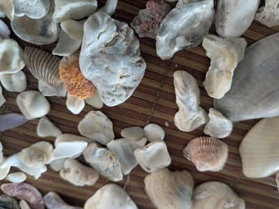 Beautiful Natural Sea Shells & Stones for Home Decor