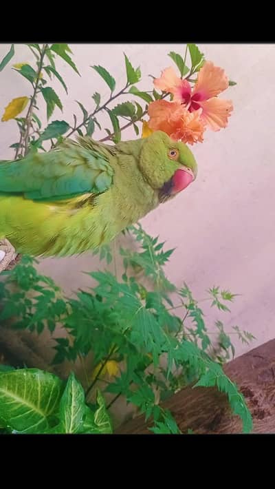 sammi tame h