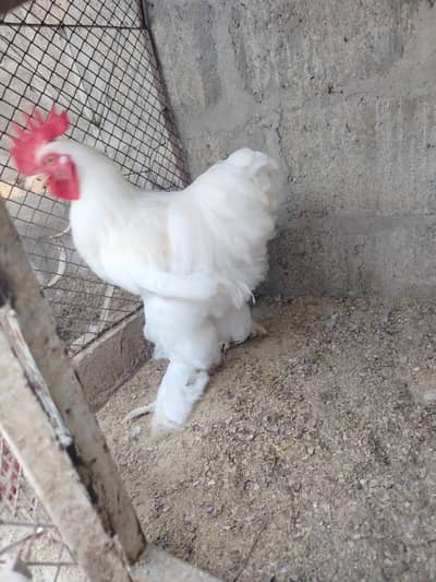 Ayam Cemani gray tongue , White heavy buff , Portrait silkie Males