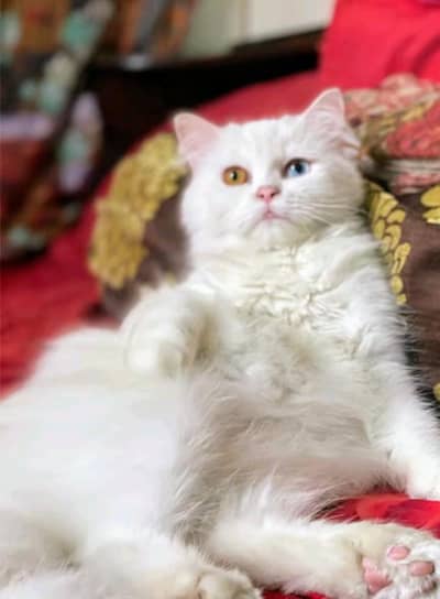 whit colour  blue eyes