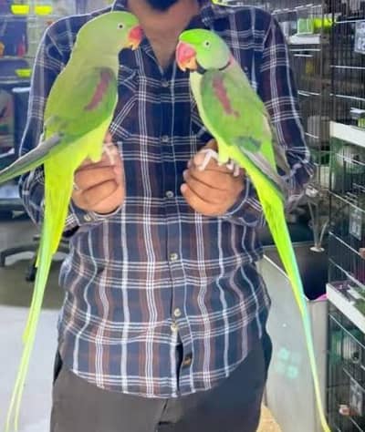 Raw parrot hand team pair