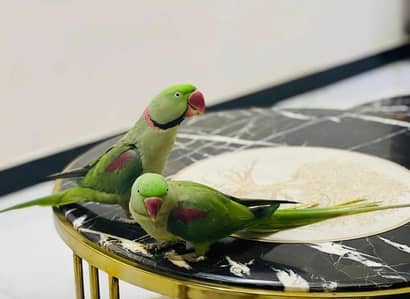 Raw parrot hand team pair