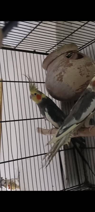 cocktail breeder pair