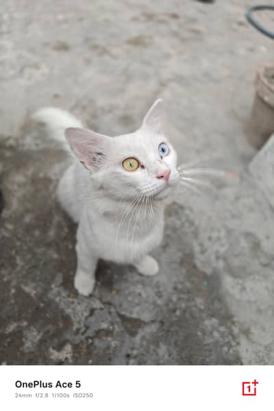 Dual Eyes Billaa