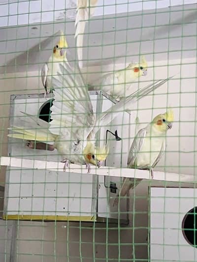 Cocktail/Creem cocktail / gray cockail / conure/green cheeked conure