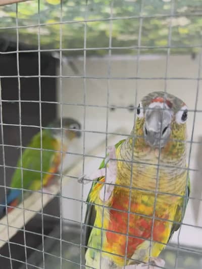 Cocktail/Creem cocktail / gray cockail / conure/green cheeked conure
