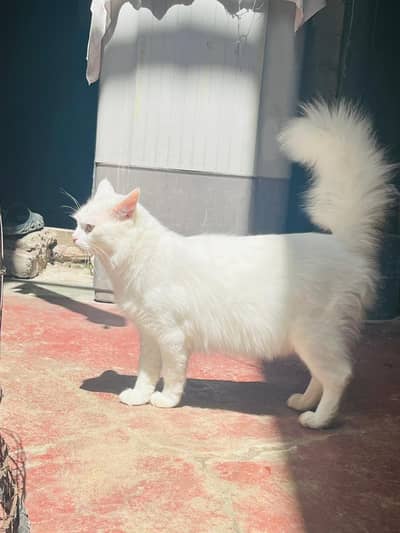 White Cat