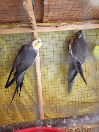 cocktail pair for sale or exchange