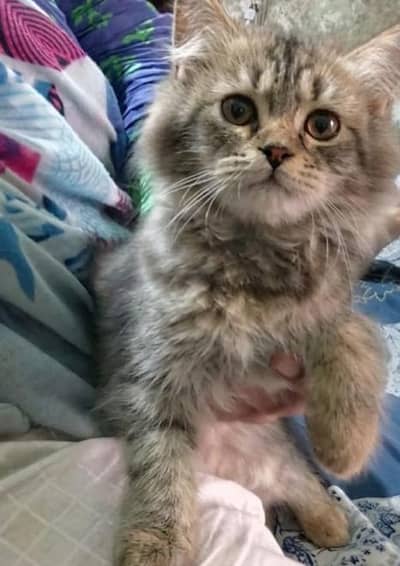 one male and female kitten for sale Fully active