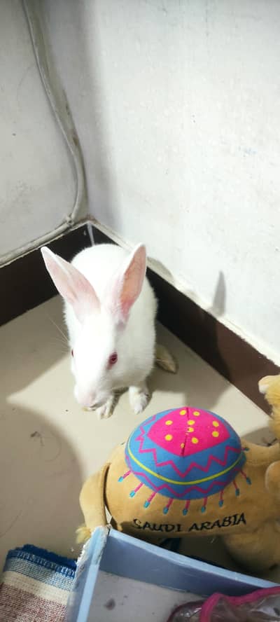 white male rabbit red eyes potty trained