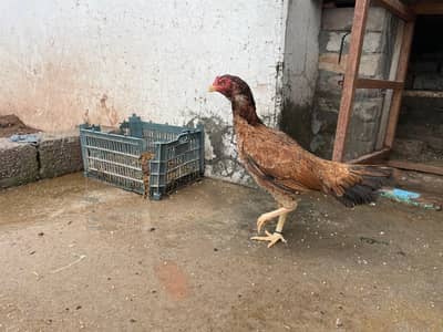 Amroha aseel for sale
