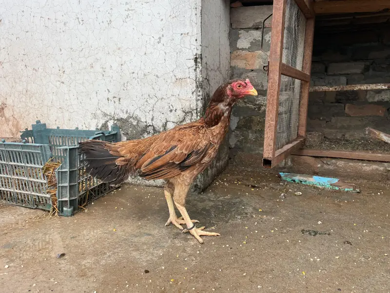 Amroha aseel for sale — photo 2