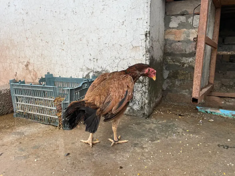 Amroha aseel for sale — photo 3