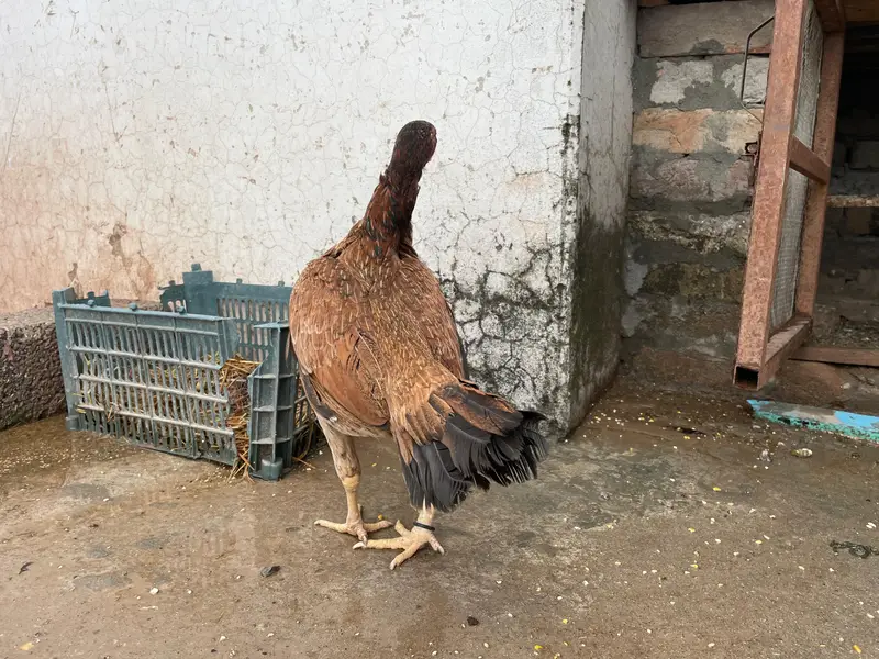 Amroha aseel for sale — photo 4