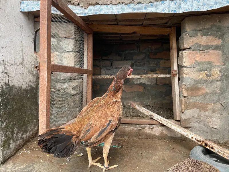 Amroha aseel for sale — photo 6